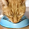 Beco Beco Voer- & Waterbakje voor Katten - Blauw, Naturel, Grijs & Roze - Diameter 17cm - Inhoud 250ml Beco Beco Voer- & Waterbakje voor Katten - Blauw, Naturel, Grijs & Roze - Diameter 17cm - Inhoud 250ml