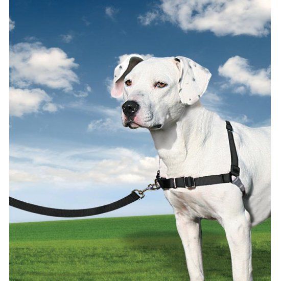 Verwacht het vervoer dozijn Easy Walk Anti Trek Tuig, het Harnas voor Trekkende Hond - Max&Luna