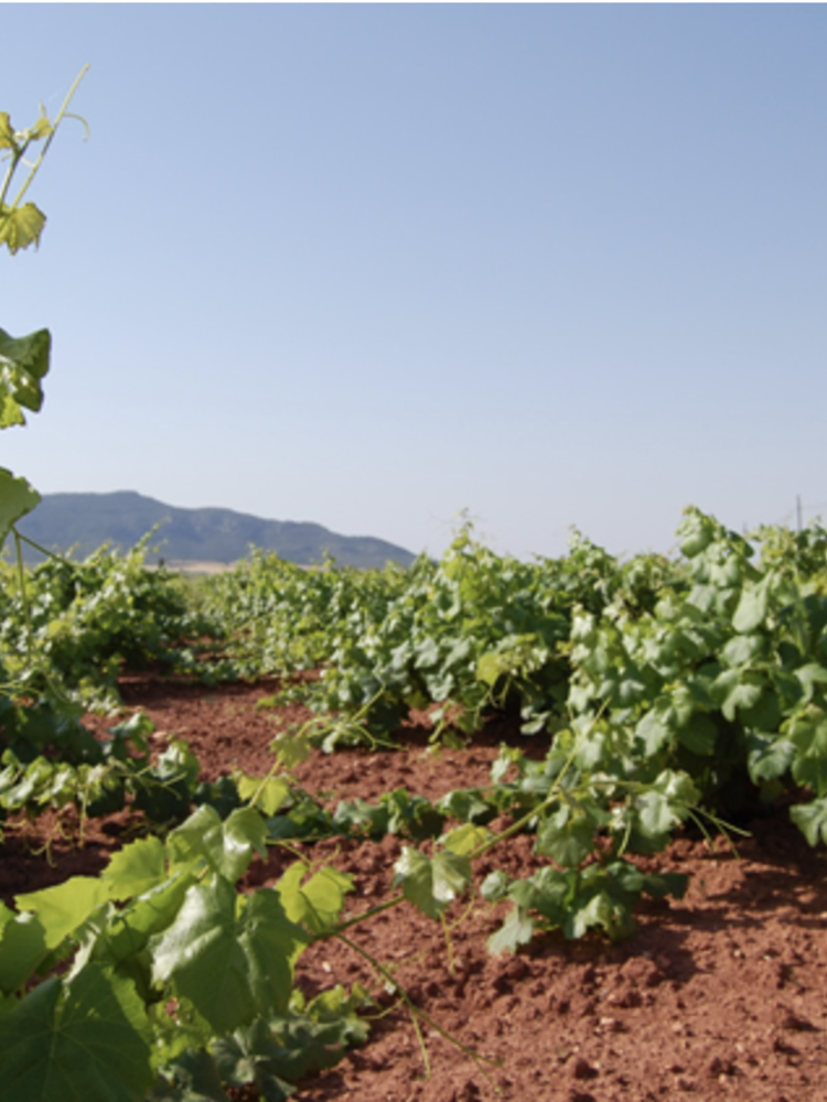 Santa Cruz 'Cueva del Chaman' Garnacha Tintorera BIO 2023