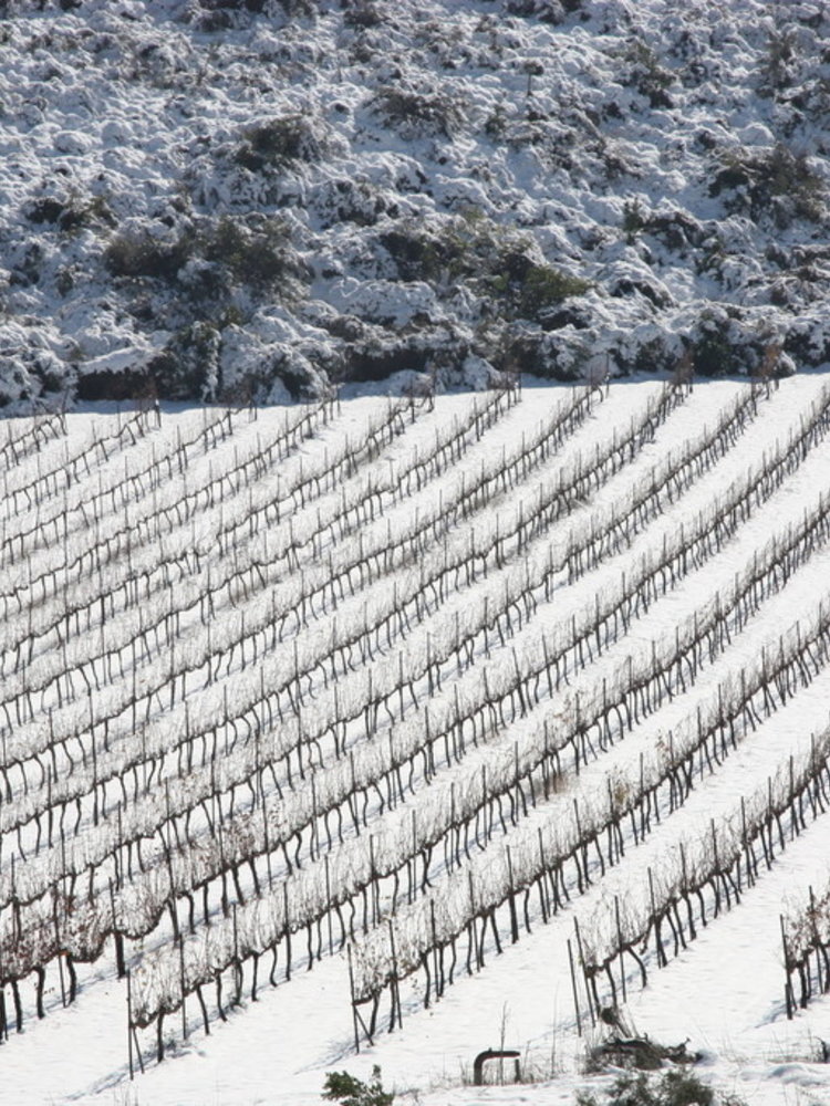 Galil Mountain Merlot 2019