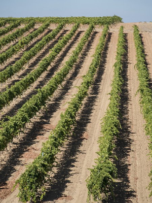 Cuatro Rayas Dama del Lago Tempranillo 2023