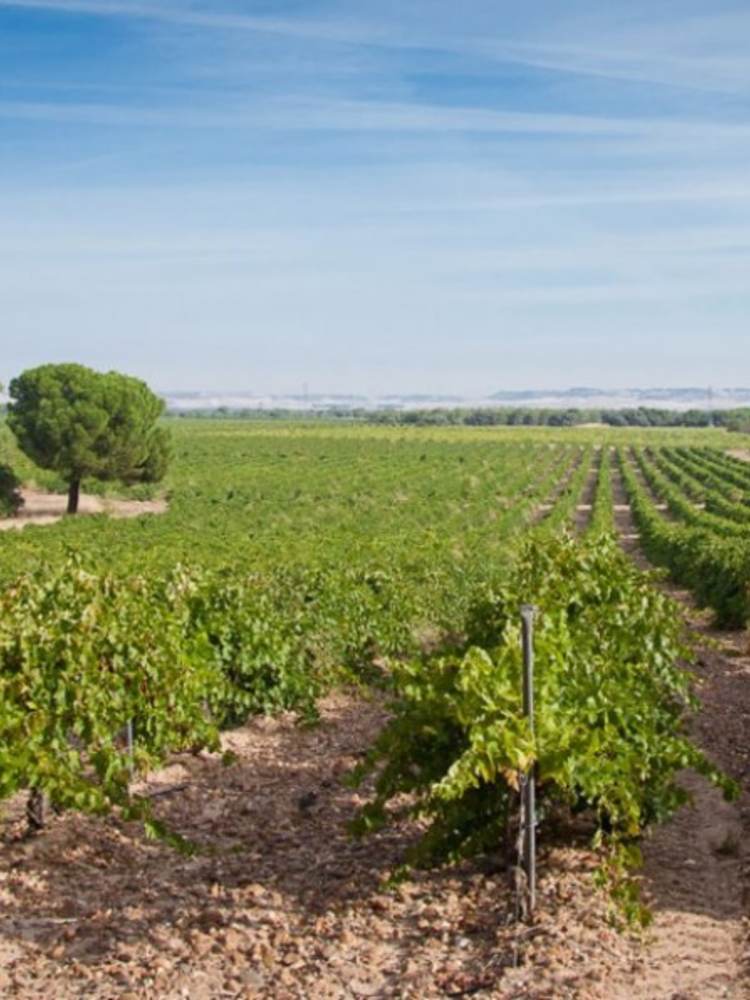 Cuatro Rayas Dama del Lago Rueda Verdejo 2023