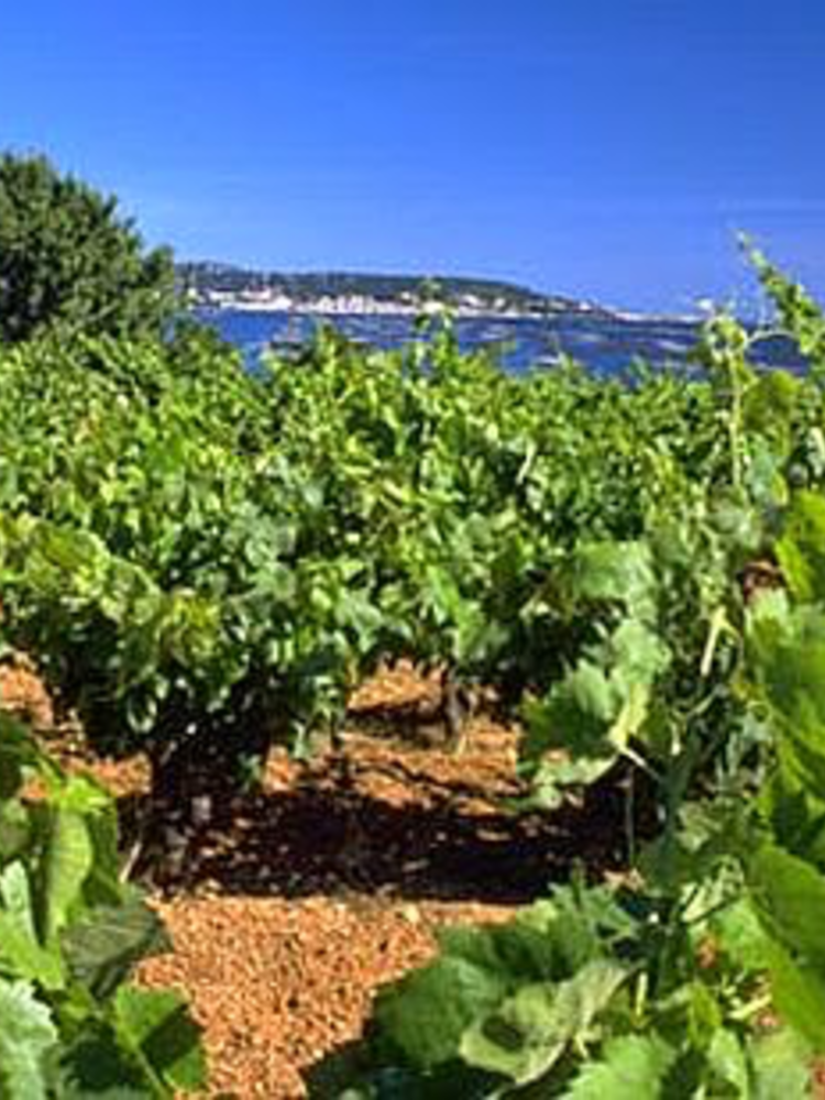 Villa des Croix Villa des Croix Picpoul de Pinet 2024