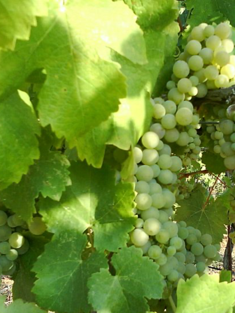 Well of Wine Viognier 2024