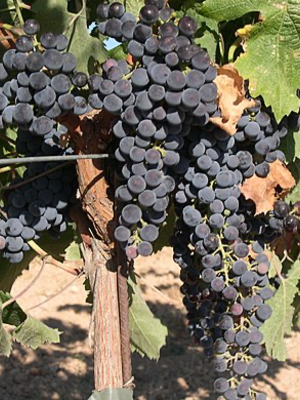 Well of Wine Merlot 2025