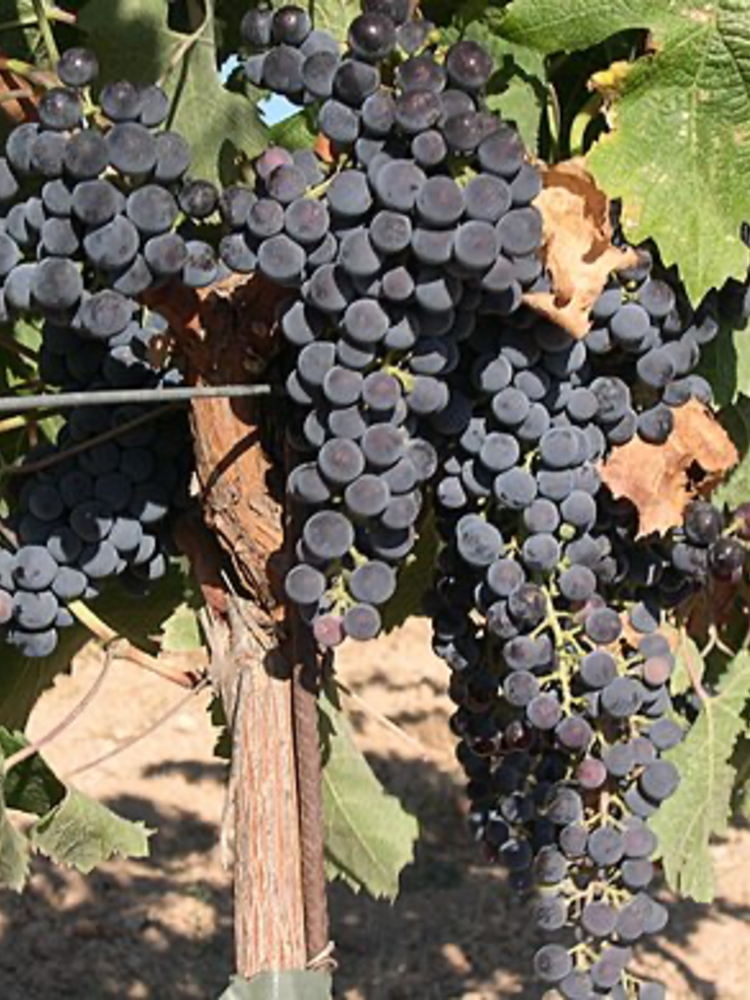 Well of Wine Merlot 2025