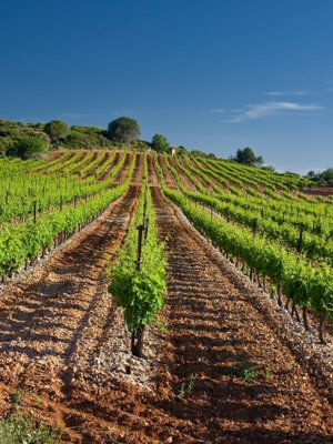 Well of Wine Merlot 2025