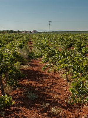 Familia Conesa Viña Consolación Chardonnay BIO 2023