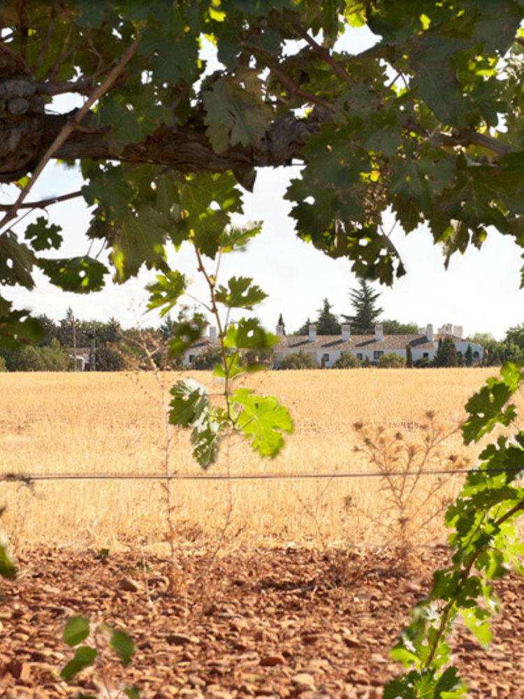 Familia Conesa Viña Consolación Tempranillo 2019