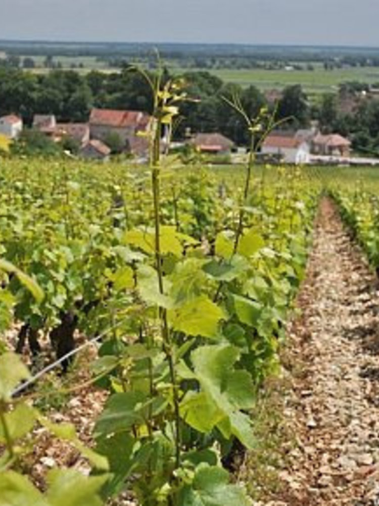Sylvain Loichet Bourgogne Chardonnay 2023