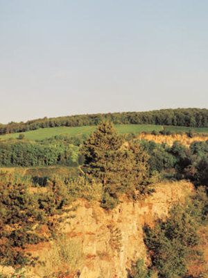 Sylvain Loichet Sylvain Loichet Ladoix 'Bois de Grechons' BIO 2020