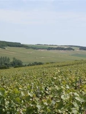 Jean Goulley Chablis Fourchaume 1er Cru 2025