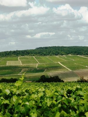 Jean Goulley Chablis Fourchaume 1er Cru 2025