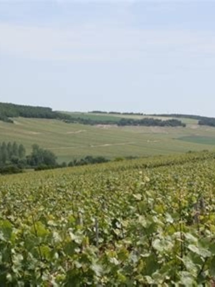 Jean Goulley Chablis Montmains 1er Cru 2015