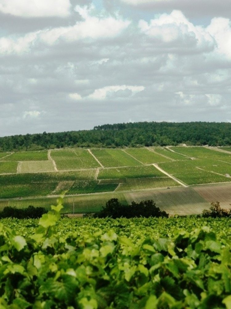 Jean Goulley Chablis Mont de Milieu 1er Cru 2025