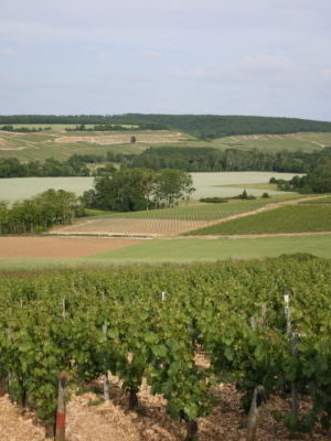 Jean Goulley Chablis Mont de Milieu 1er Cru 2025