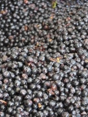 Sylvain Loichet Bourgogne Pinot Noir 2020