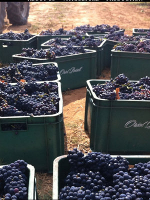 Oriol Rossell Cava Brut Cuvee Especial BIO 2024