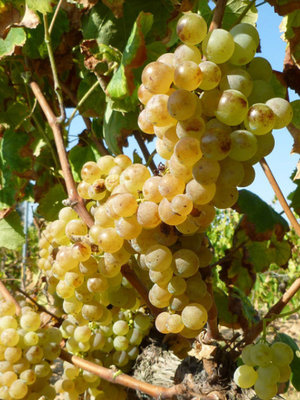 Oriol Rossell Cava Brut Cuvee Especial BIO 2024