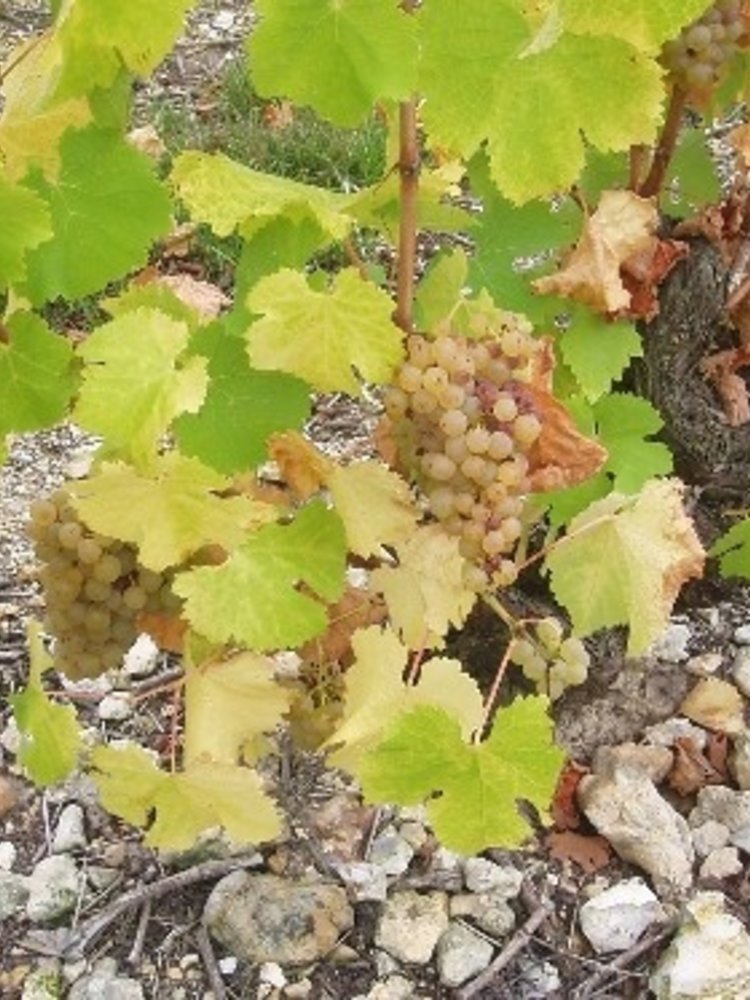 D'Orfeuilles Vouvray Les Coudraies Demi-Sec 2019