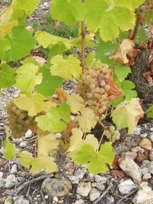 D'Orfeuilles d'Orfeuilles Vouvray Moelleux BIO 2018