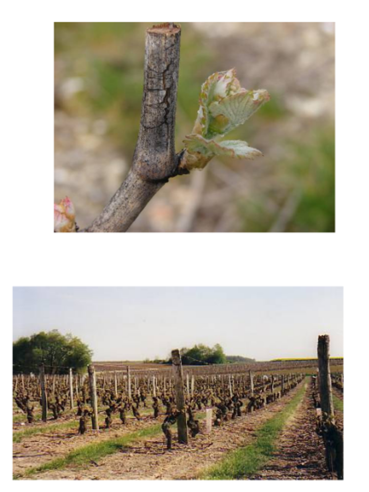D'Orfeuilles d'Orfeuilles Vouvray Moelleux BIO 2018