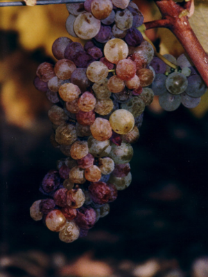 D'Orfeuilles d'Orfeuilles Vouvray Moelleux BIO 2018