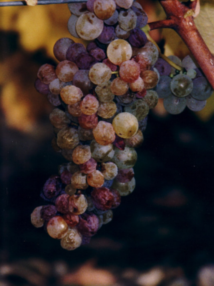 D'Orfeuilles d'Orfeuilles Vouvray Moelleux BIO 2018