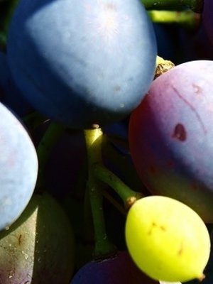 Rochecolombe Côtes du Rhône BIO 2023