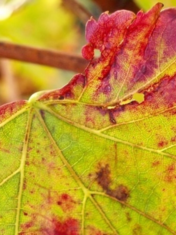 Rochecolombe Côtes du Rhône BIO 2021