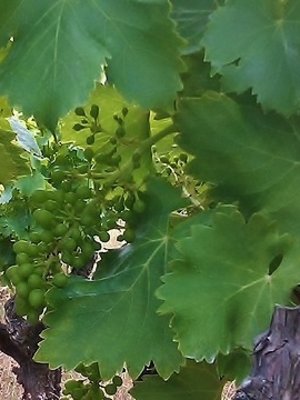 Rochecolombe Côtes du Rhône Clairette BIO 2025