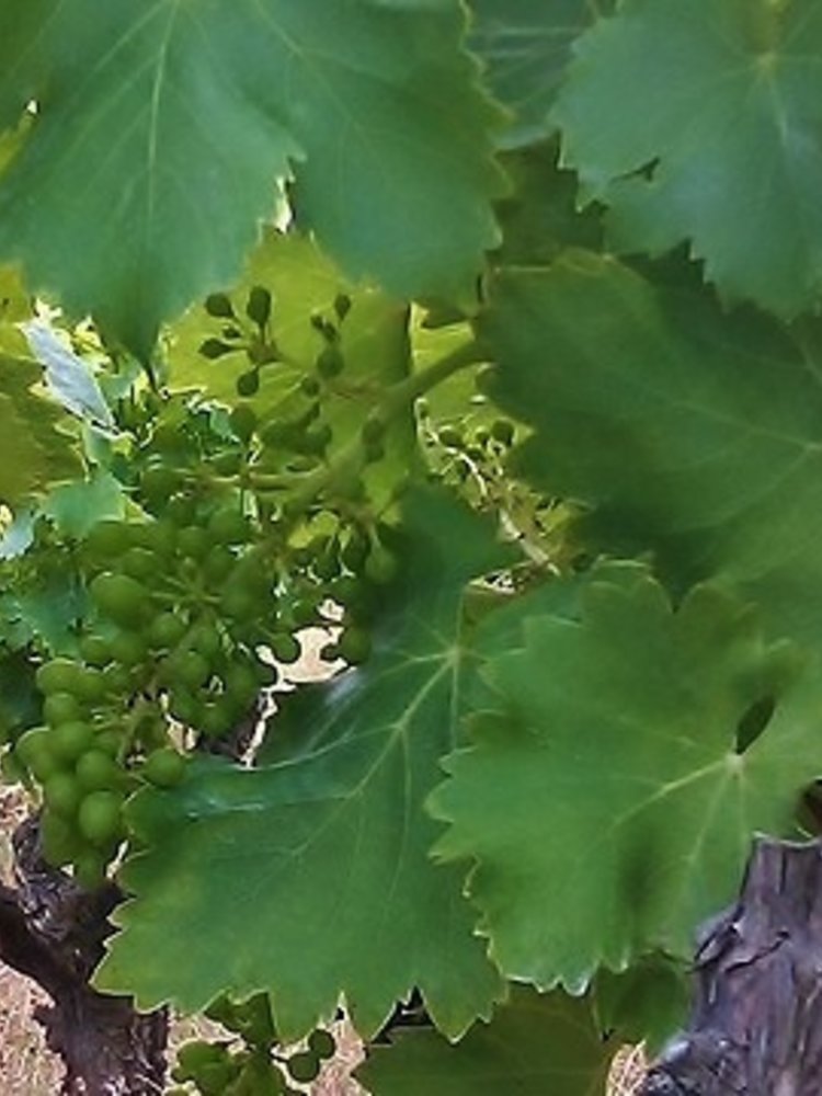 Rochecolombe Côtes du Rhône Clairette BIO 2025