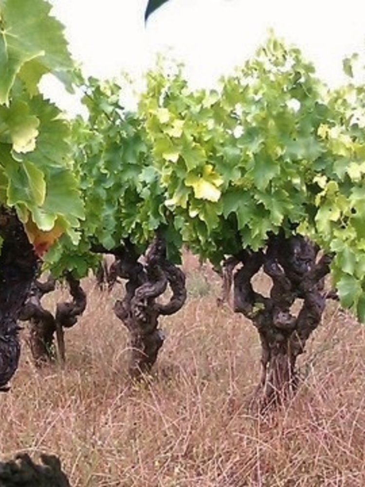 Rochecolombe Côtes du Rhône Clairette BIO 2025