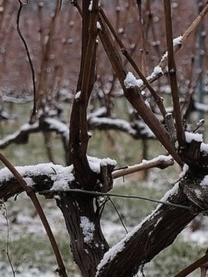 Rochecolombe Côtes du Rhône Villages St. Andeol BIO 2020