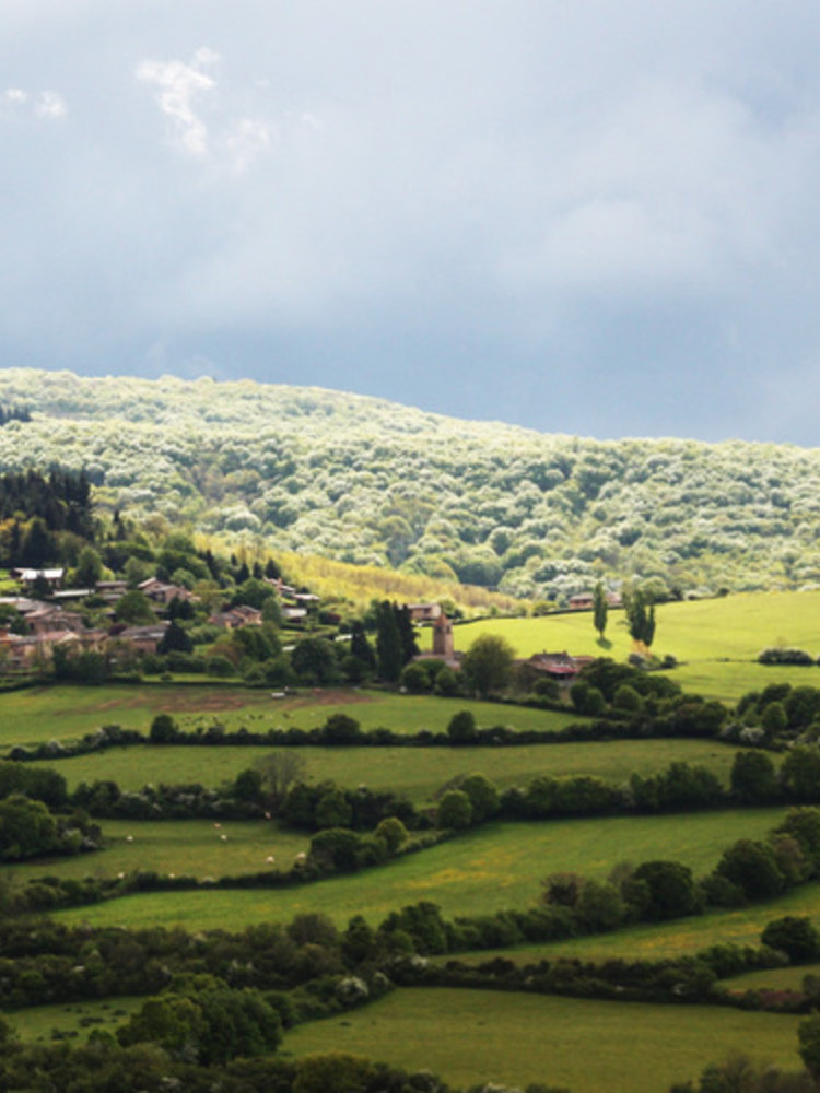 Dominique Cornin Pouilly Fuissé BIO 2023