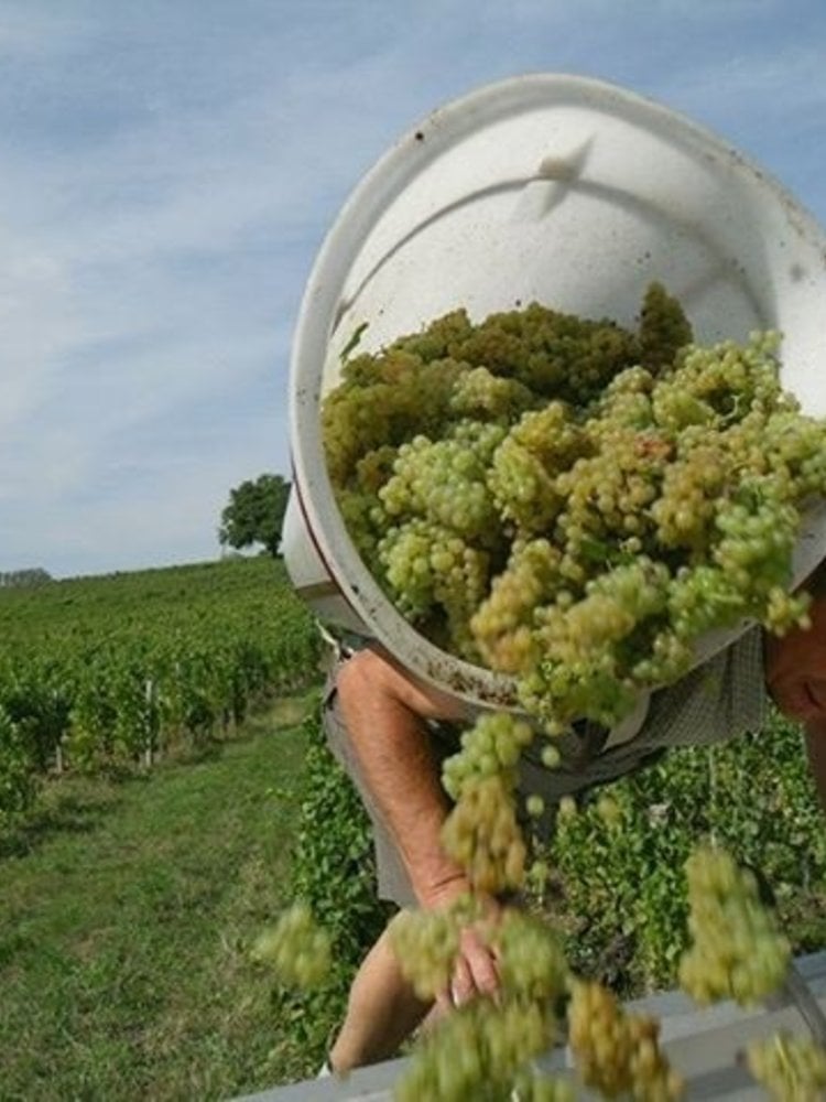 Dominique Cornin Pouilly Fuissé 'Les Plessys' BIO 2021