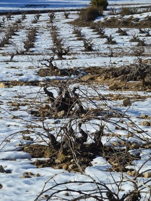Santa Cruz Cueva del Chamán Sauvignon Blanc 2025