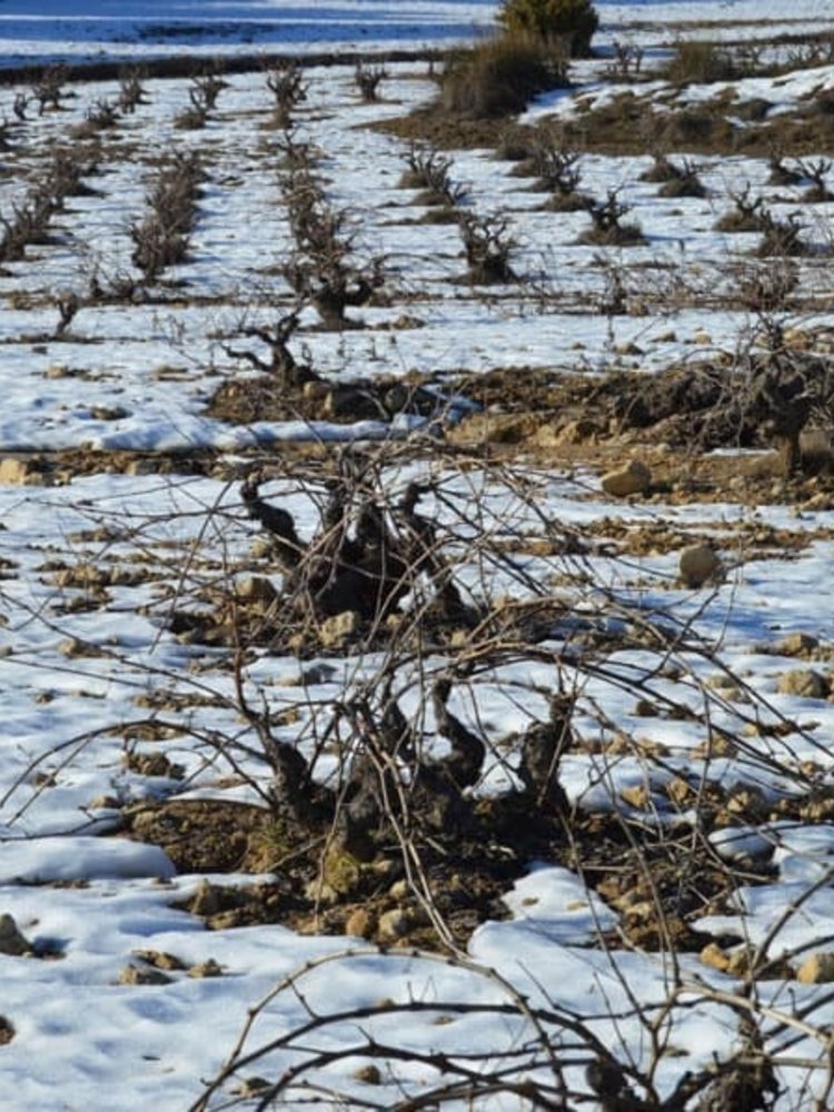 Santa Cruz Cueva del Chamán Sauvignon Blanc 2025