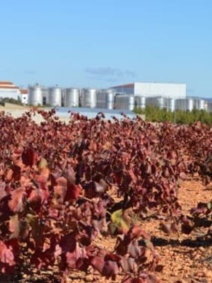 Santa Cruz Cueva del Chamán Sauvignon Blanc 2021