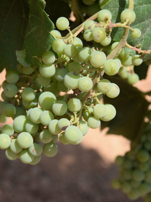 Santa Cruz Cueva del Chamán Sauvignon Blanc 2025