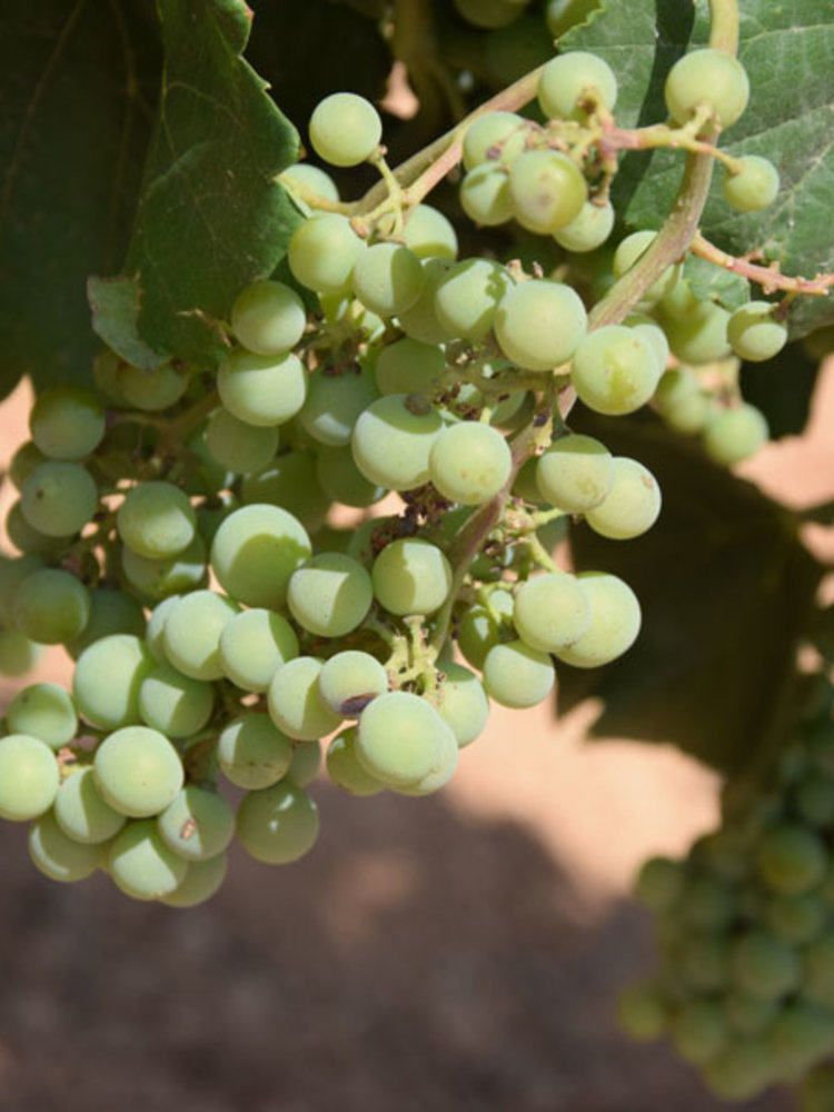 Santa Cruz Cueva del Chamán Sauvignon Blanc 2025