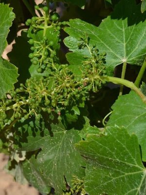 Santa Cruz Cueva del Chamán Sauvignon Blanc 2025