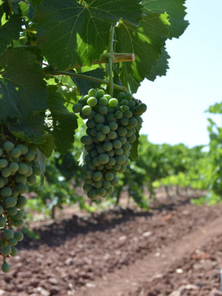 Santa Cruz Cueva del Chamán Verdejo 2023