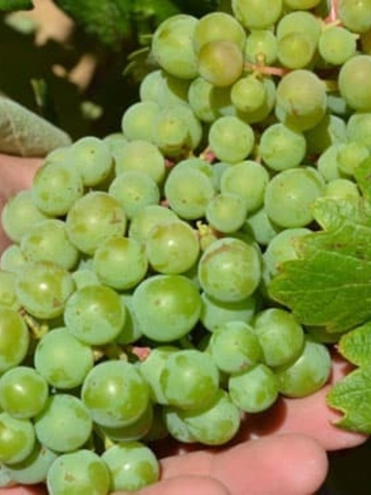 Santa Cruz Cueva del Chamán Verdejo 2025