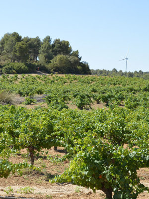 Santa Cruz Cueva del Chamán Verdejo 2023