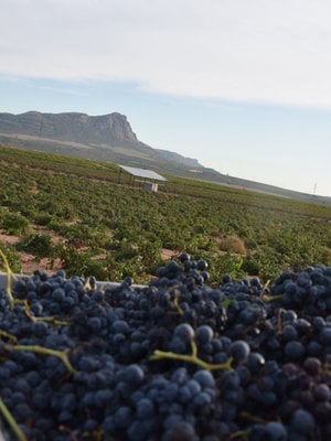 Santa Cruz 'Cueva del Chaman' Garnacha Tintorera BIO 2023