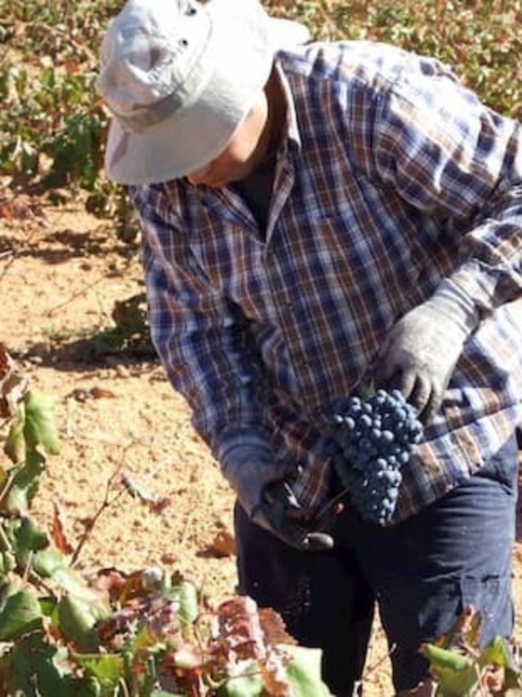 Santa Cruz Cueva del Chamán Roble Garnacha Tintorera 2019