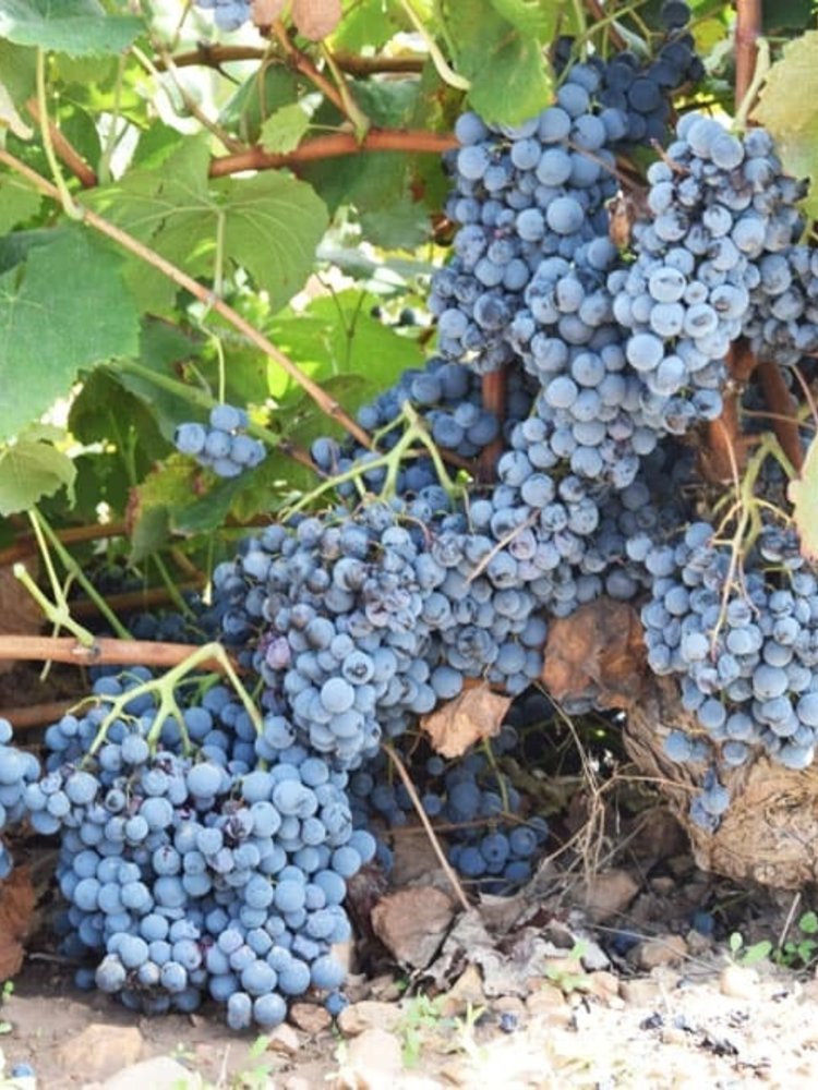 Santa Cruz Cueva del Chamán Roble Garnacha Tintorera 2019