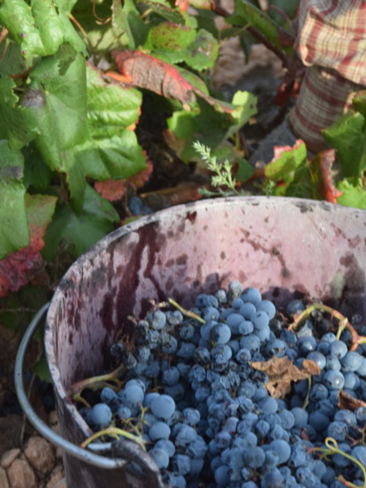 Santa Cruz 'Cueva del Chaman' Esencia Garnacha Tintorera BIO 2017