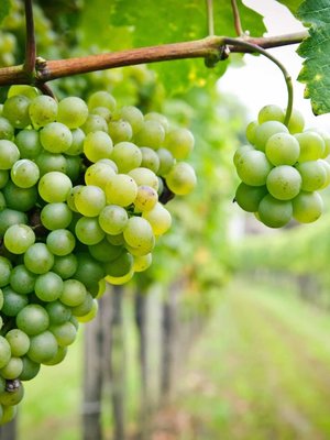 Villa des Croix Picpoul de Pinet 2024